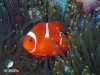 Anemone Fish