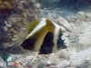 Bannerfish