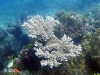 Branching Hard Coral