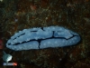 Nudibranch