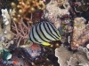Butterflyfish