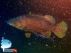Giant Grouper on Shinwa Maru