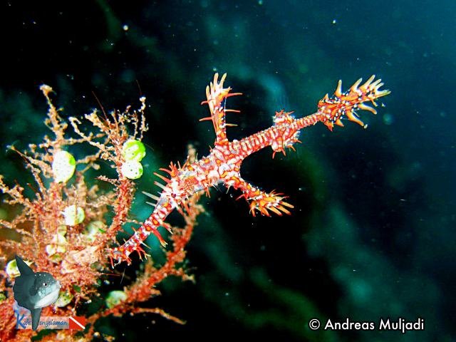 Ornate Ghost Pipefish