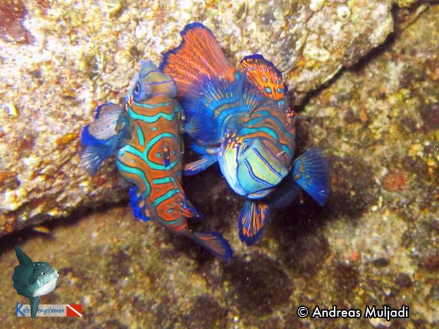 Mandarinfish