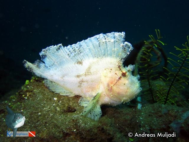 Leaf Scorpionfish
