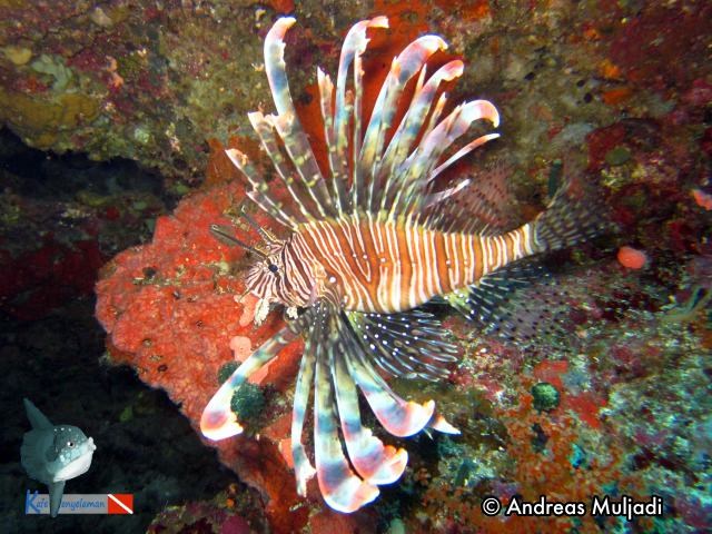 Lionfish