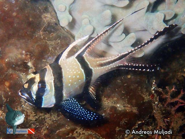 Banggai Cardinalfish