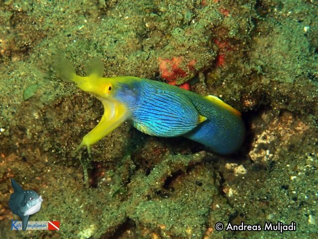 Ribbon Eel