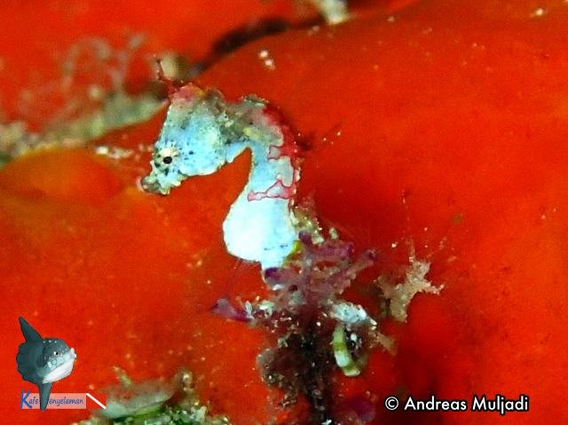 Pontohi Pygmy Seahorse