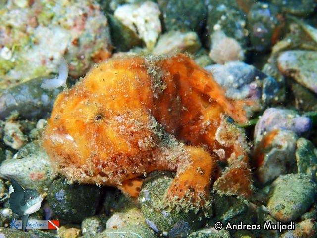 Frogfish