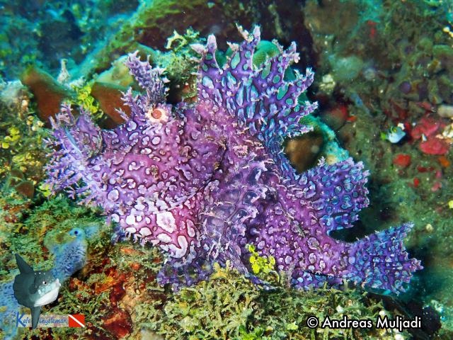 Weedy Scorpionfish