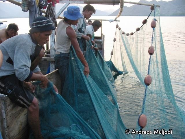 Jaring Cincin untuk menangkap ikan Roa