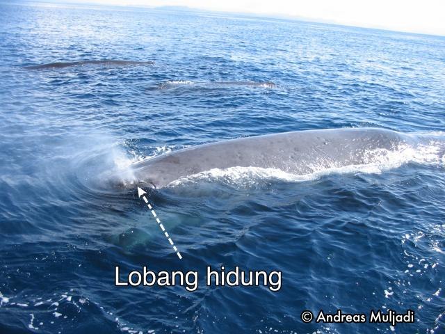 Lobang hidung paus sperm