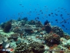 Non-target Fish