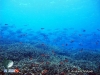 Reef fish aggregation