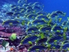 Target Fish