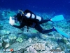 Reef  health observer