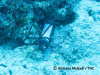 Tempetaure Logger is attached on the coral