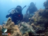 LPT : Marine Life Sighting - Green Turtle