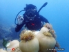LPT : Marine Life Watching - Sea Anemone