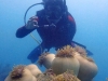 LPT : Marine Life Watching - Sea Anemone