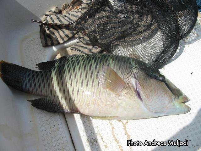 Penangkapan Ikan Napelon dengan Racun