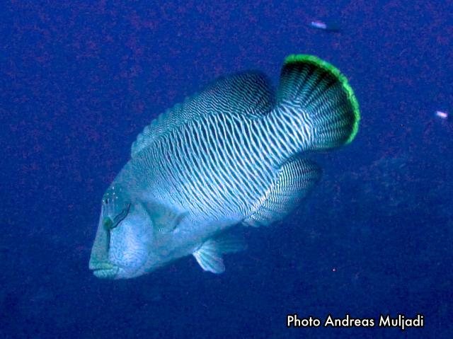 Ikan Napoleon Betina Muda