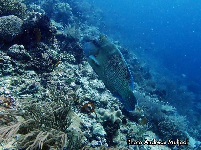 Ikan Napoleon Cheilinus undulatus Betina