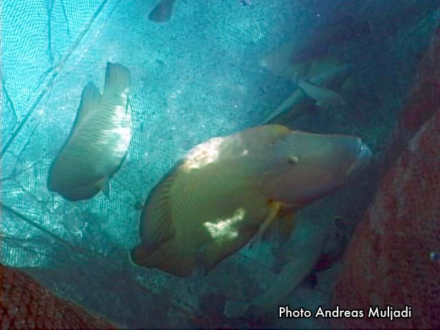 Ikan Napoleon dalam keramba menunggu pengiriman ke Luar Negeri