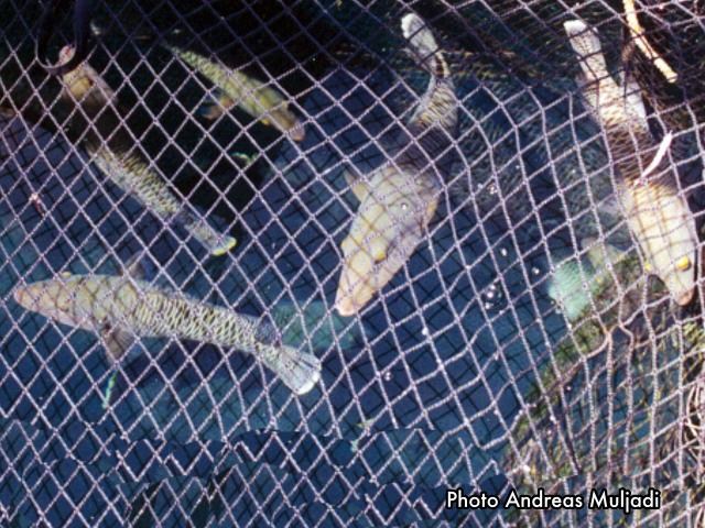 Ikan Napoleon dalam keramba menunggu pengiriman ke Luar Negeri