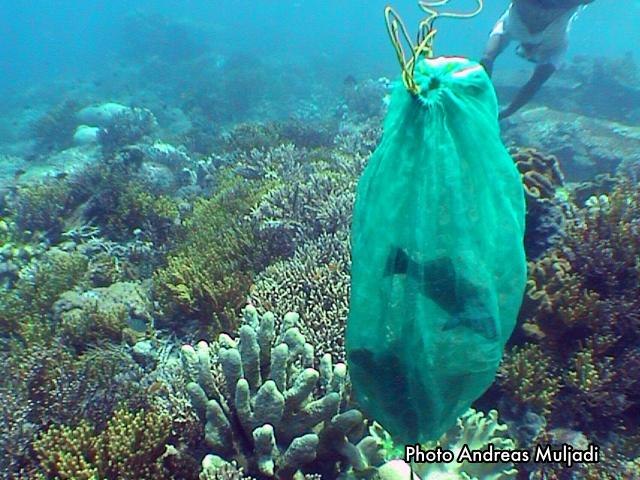 Ikan Napoleonn dalam Jaring Ikan
