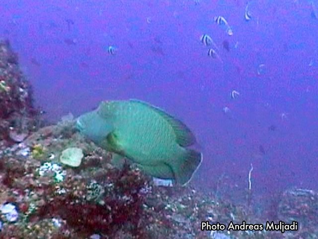Ikan Napoleon <i>Cheilinus undulatus</i> Dewasa
