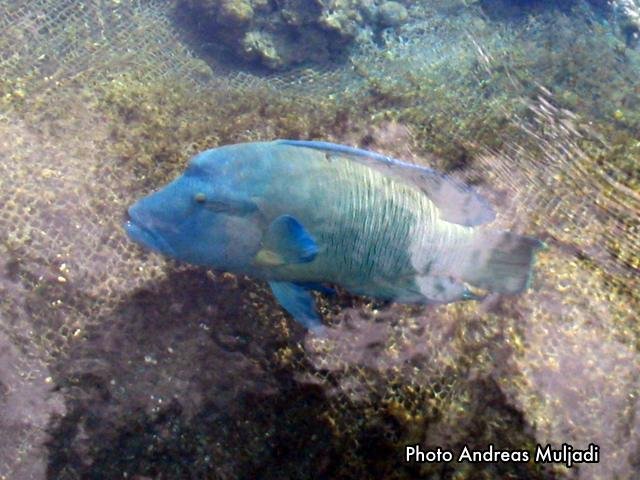 Ikan Napoleon Jantan dalam Jaring Keramba Apung