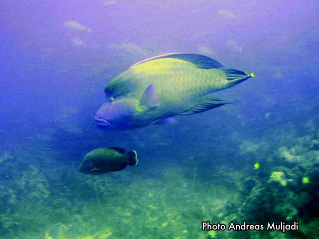 Ikan Napoleon <i>Cheilinus undulatus</i> Jantan dengan tingkah laku memijah