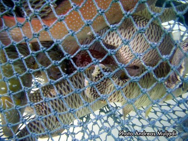 Ikan Napoleon siap diperdagangkan