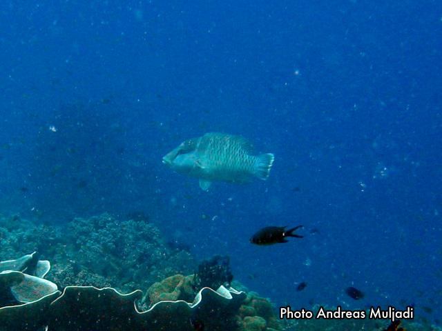 Ikan Napoleon  <i>Cheilinus undulatus</i> betina muda
