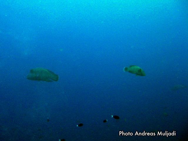 Grup Ikan Napoleon Jantan