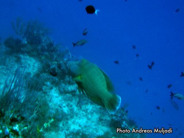 Ikan Napoleon  <i>Cheilinus undulatus</i> Betina Dewasa siap berubah menjadi Janta Muda