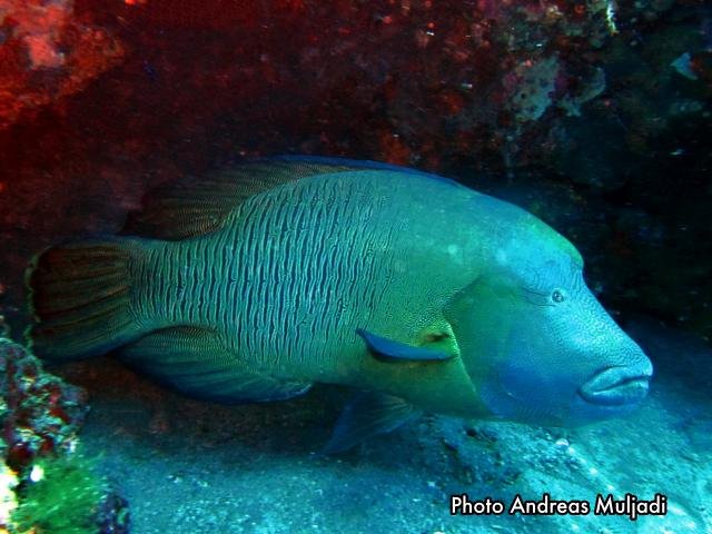 Ikan Napoleon  Cheilinus undulatus Dewasa