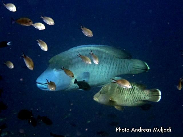 Ikan Napoleon  <i>Cheilinus undulatus</i> Jantan sedang berubah warna dalam proses pemijahan