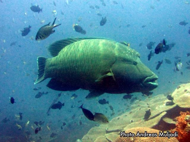 Ikan Napoleon  <i>Cheilinus undulatus</i> Betina Dewasa