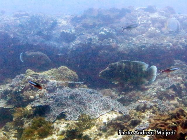 Ikan Napoleon Muda
