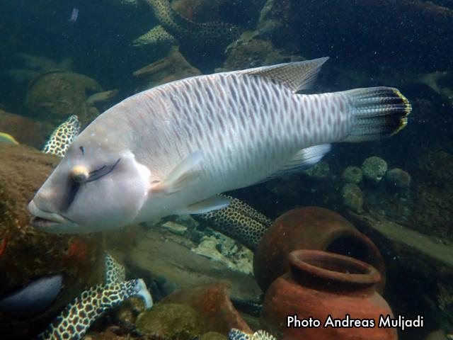 Ikan Napoleon dalam Akuarium