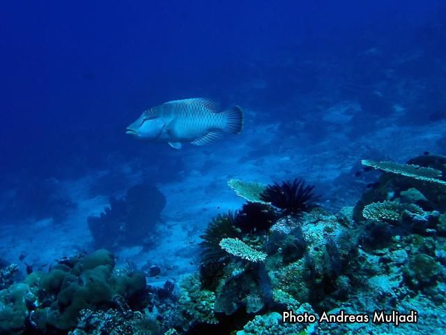 Ikan Napoleon  <i>Cheilinus undulatus</i> Betina Muda