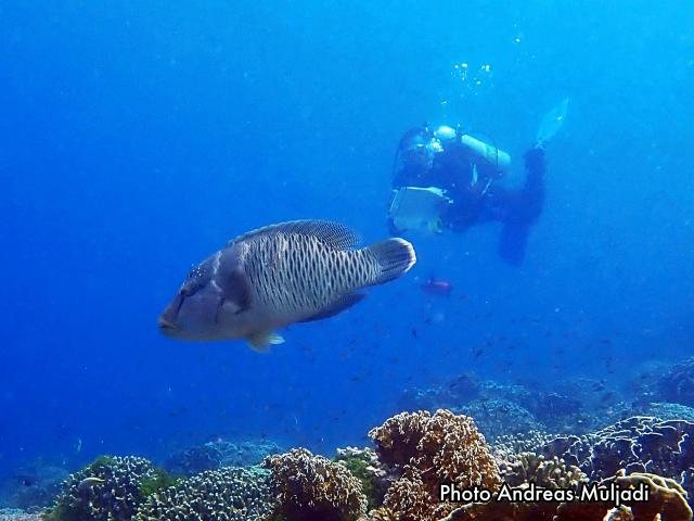 Pemantauan Ikan di kawasan konservasi
