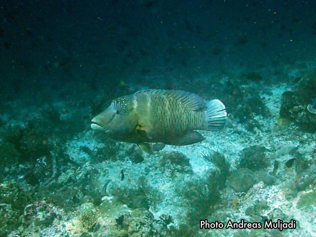 Ikan Napoleon <i>Cheilinus undulatus</i> Betina Dewasa