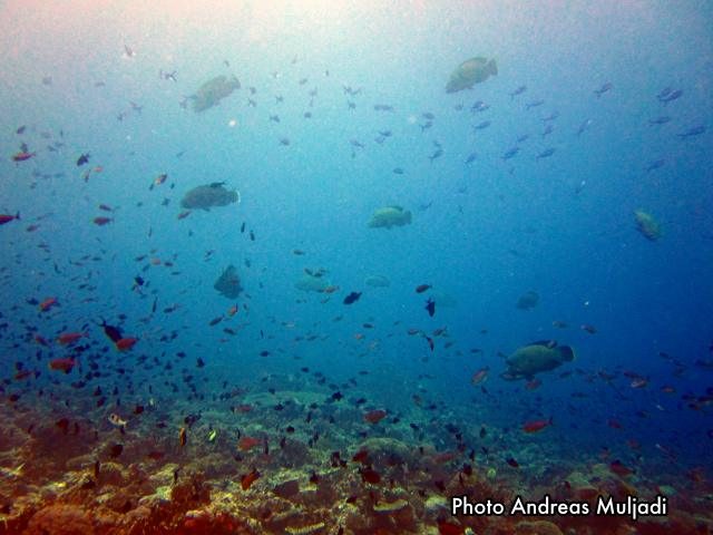 Grup ikan Napoleon terdiri dari 15 ekor
