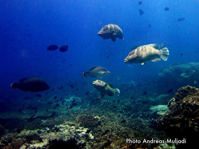 Grup ikan Napoleon yang bersiap melakukan pemijahan