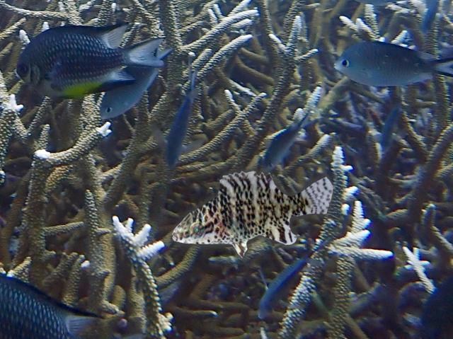 Anakan Ikan Napoleon <i>Cheilinus undulatus</i>