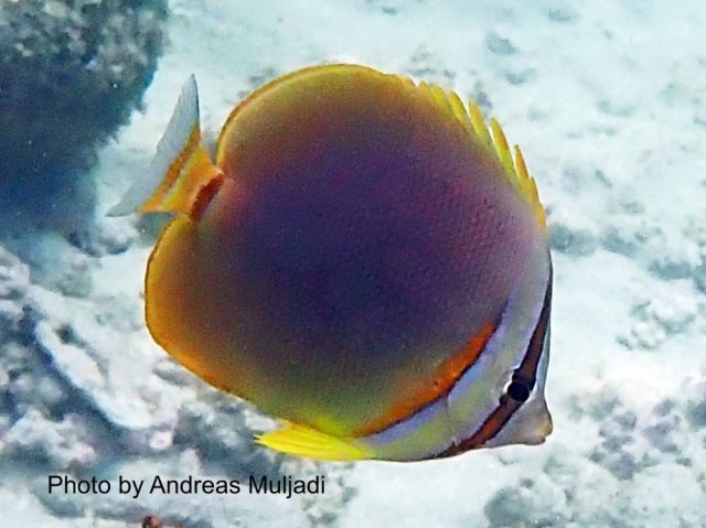 Golden Butterflyfish at sandy tubble bottom